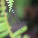 Image of Coeliccia fraseri
