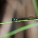 Image of Pseudagrion hamulus