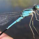 Image of Pseudagrion assegaii