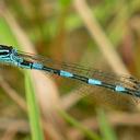 Image of Coenagrion castellani