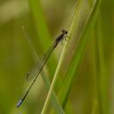 Image of Aciagrion approximans