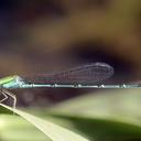 Image of Pseudagrion decorum