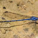 Image of Argia variegata