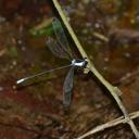 Image of Rhipidolestes nectans