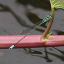 Image of Pseudagrion lindicum