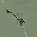 Image of Sinictinogomphus