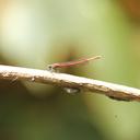 Image of Neoneura myrthea