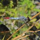 Image of Notolibellula bicolor