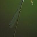 Image of Aceratobasis macilenta