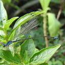 Image of Pseudagrion simplicilaminatum