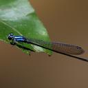 Image of Archibasis rebeccae