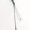 Image of Aciagrion borneense