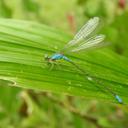 Image of Pseudagrion glaucoideum