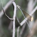 Image of Pseudostigma aberrans