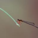 Image of Proplatycnemis sanguinipes