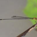 Image of Protoneura macintyrei