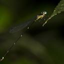 Image of Protosticta sholai
