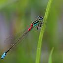 Image of Ischnura filosa