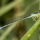Image of Enallagma antennatum