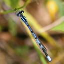 Image of Enallagma hageni