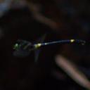 Image of Chlorogomphus arooni