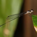 Image of Drepanosticta simuni