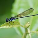 Image of Argia indicatrix