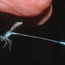 Image of Acanthagrion aepiolum