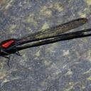 Image of Argia orichalcea