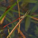 Image of Telebasis simulata