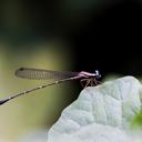 Image of Drepanosticta carmichaeli