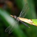 Image of Orchithemis xanthosoma