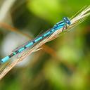 Image of Enallagma cyathigerum
