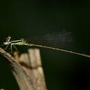 Image of Agriocnemis zerafica