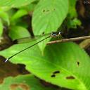 Image of Platysticta serendibica