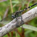 Image of Thalassothemis