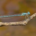 Image of Neoneura joana