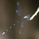 Image of Palaemnema distadens