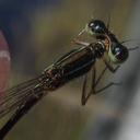 Image of Agriocnemis ruberrima
