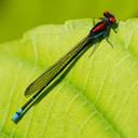 Image of Argia fulgida