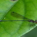 Image of Idiocnemis obliterata