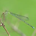 Image of Paracercion ambiguum