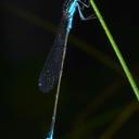 Image of Ischnura pamelae