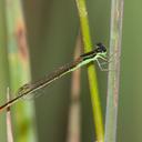 Image of Agriocnemis pinheyi