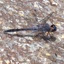 Image of Paltothemis cyanosoma