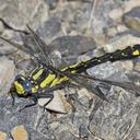 Image of Phanogomphus