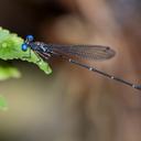 Image of Risiocnemis rolandmuelleri