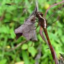 Image of Erythrodiplax bromeliicola