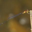 Image of Protoneura woytkowskii