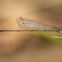 Image of Aciagrion hisopa